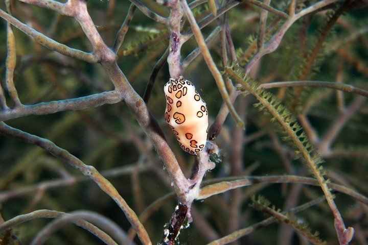 Oasis Guesthouse Bonaire - Dive and Travel