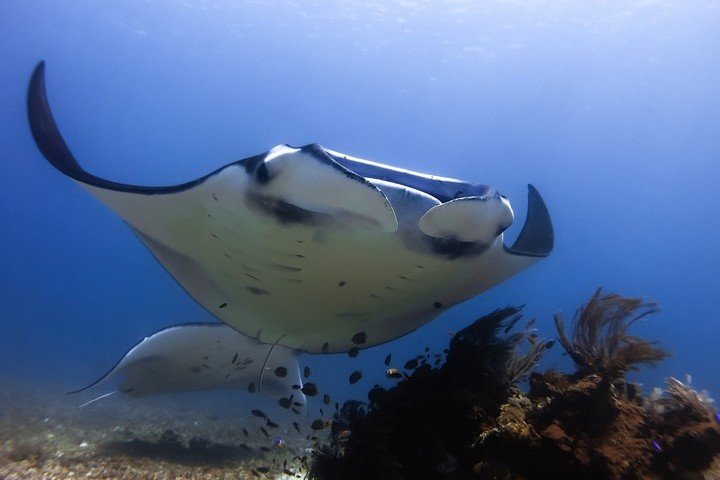 manta rays