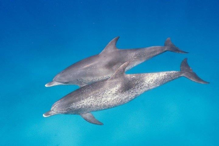 Dolphin Dream Tiger Beach Bahamas