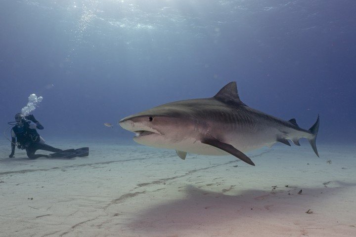 Dolphin Dream Tiger Beach Bahamas