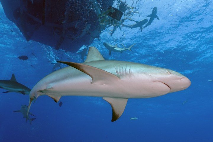 Dolphin Dream Tiger Beach Bahamas