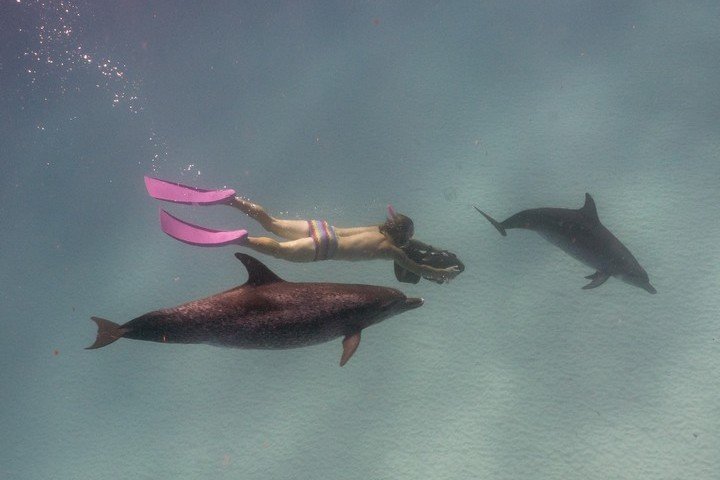 Dolphin Dream Tiger Beach Bahamas