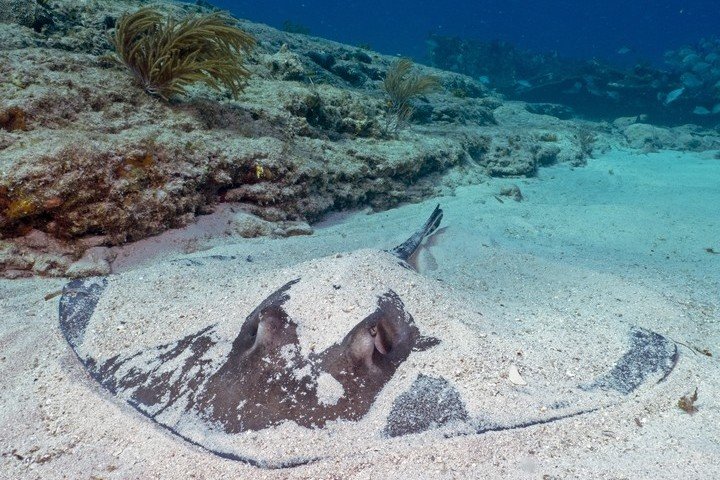 Dolphin Dream Tiger Beach Bahamas