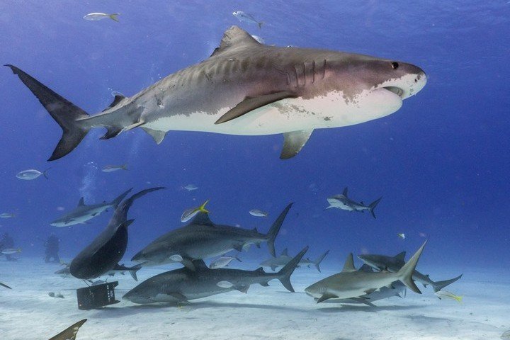 Dolphin Dream Tiger Beach Bahamas