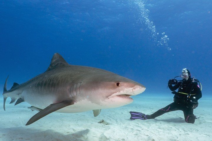 Dolphin Dream Tiger Beach Bahamas