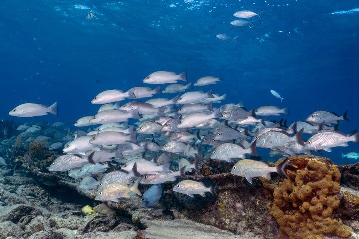 Dolphin Dream Tiger Beach Bahamas