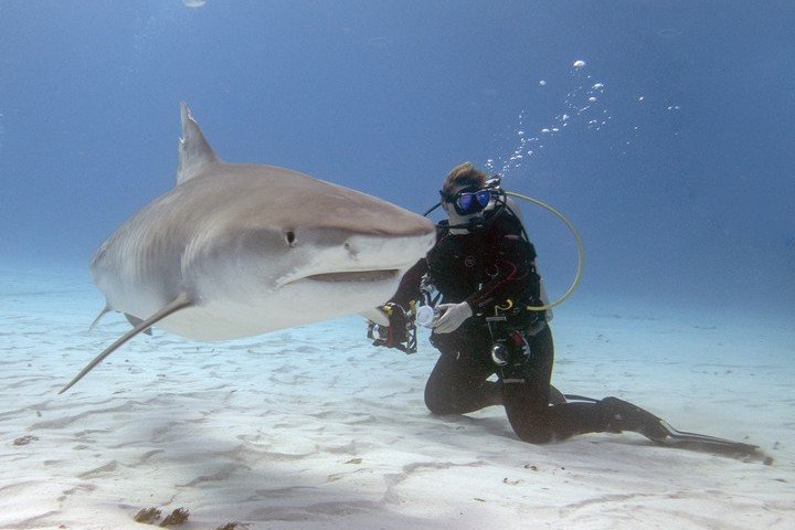 Dolphin Dream Tiger Beach Bahamas