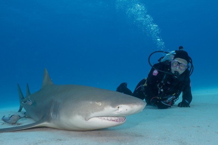 Dolphin Dream Tiger Beach Bahamas