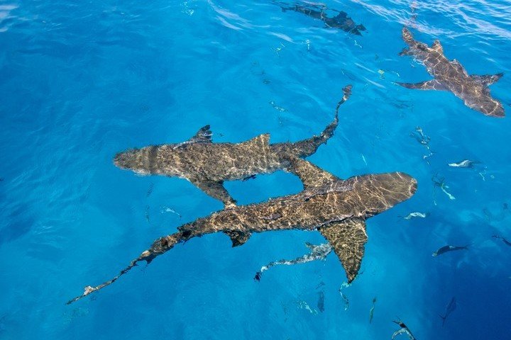 Dolphin Dream Tiger Beach Bahamas