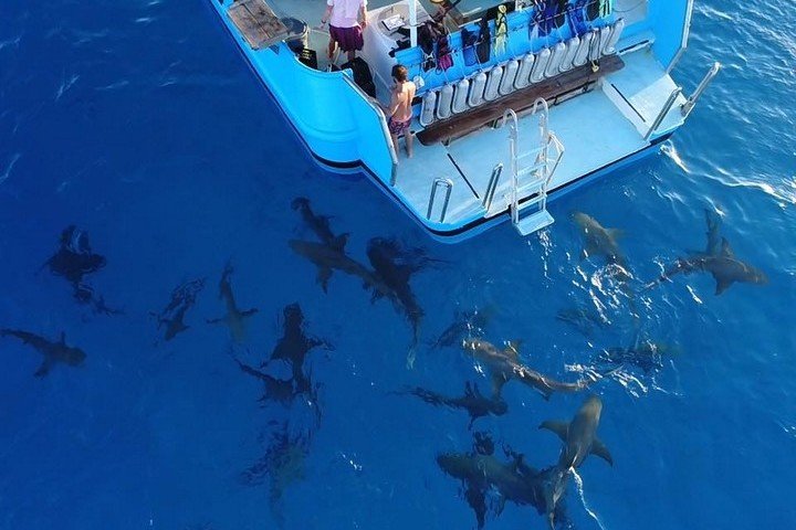 Dolphin Dream Tiger Beach Bahamas