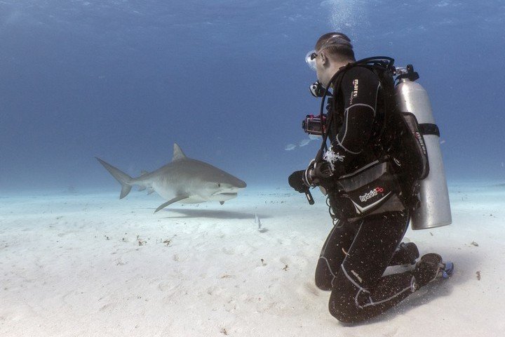 Dolphin Dream Tiger Beach Bahamas