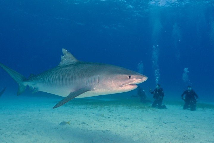 Dolphin Dream Tiger Beach Bahamas