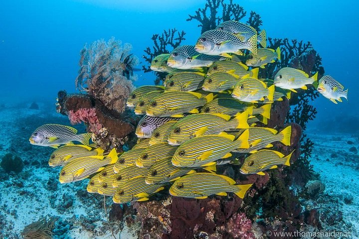 Papua Paradise - Dive and Travel