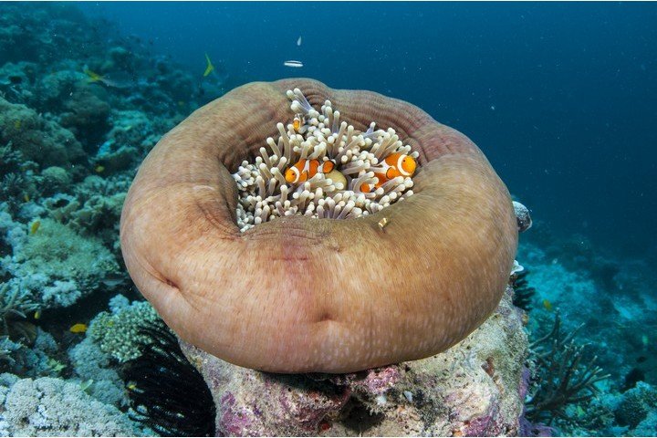 Papua Paradise - Dive and Travel