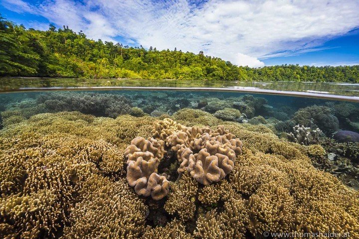 Papua Paradise - Dive and Travel