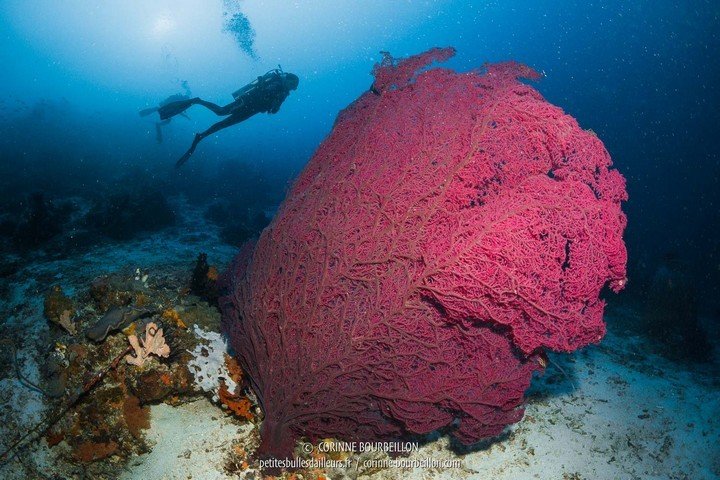 Sali Bay Dive Resort - Dive and Travel