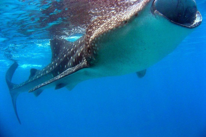 Nautilus Liveaboard Malediven - Dive and Travel