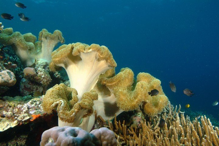 Nautilus Liveaboard Malediven - Dive and Travel