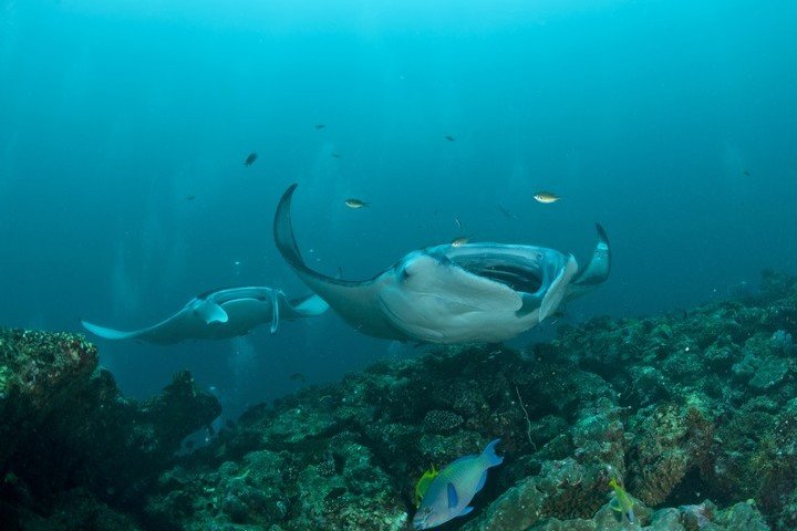 Nautilus Liveaboard Malediven - Dive and Travel