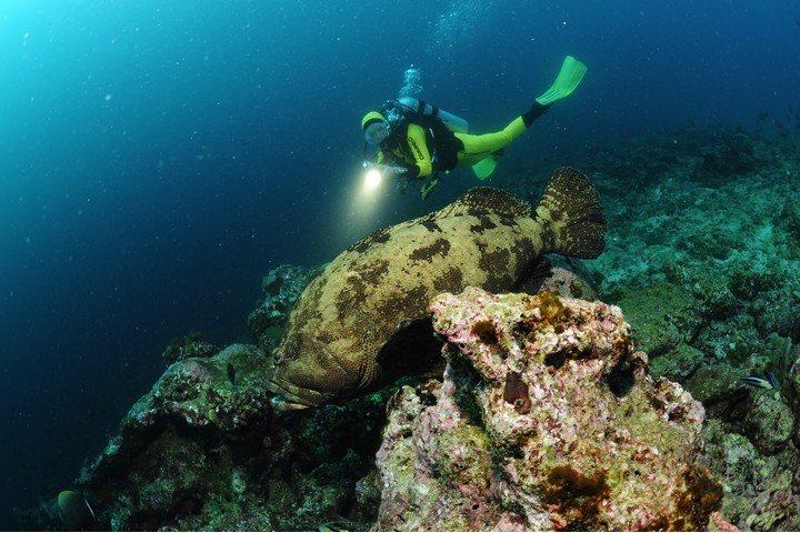 Nautilus Liveaboard Malediven - Dive and Travel