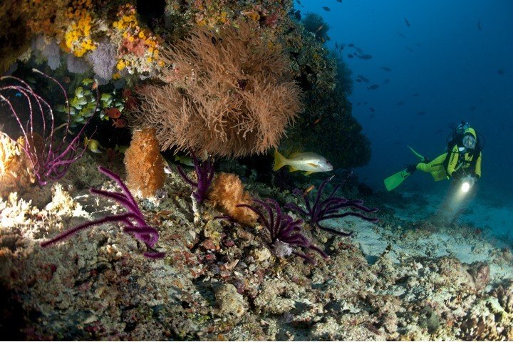 Nautilus Liveaboard Malediven - Dive and Travel