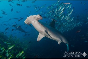 Cocos Island - Agressor Liveaboard - Dive and Travel