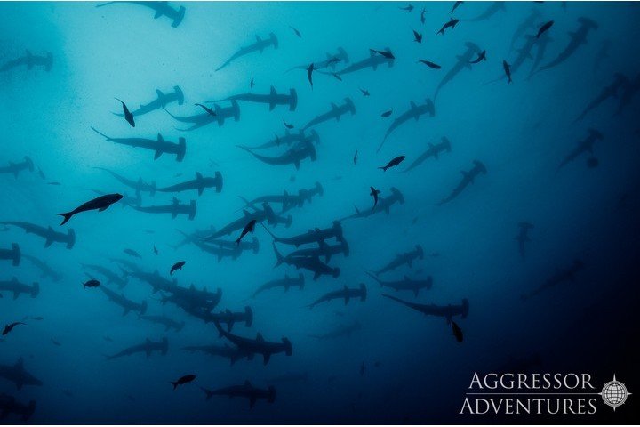 Cocos Island - Agressor Liveaboard - Dive and Travel