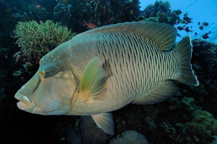 ow big blue liveaboard - napoleon wrasse