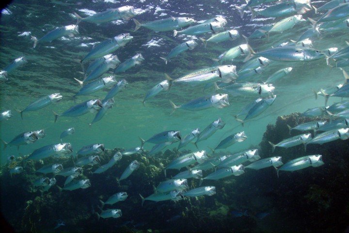 ow big blue liveaboard - red sea egypte 2