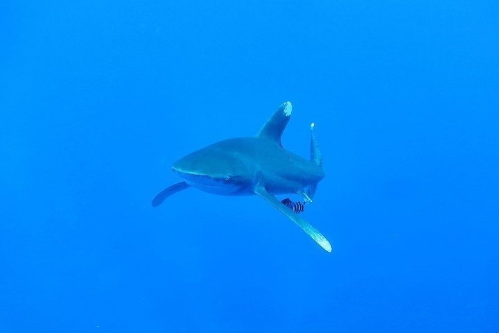 ow big blue liveaboard - oceanic white tip shark