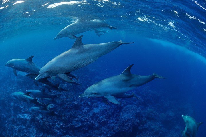 ow big blue liveaboard - dolphins
