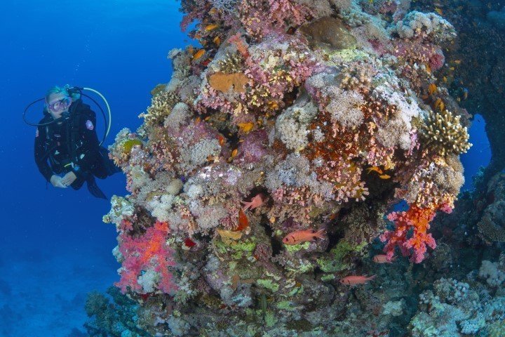 ow big blue liveaboard - reef