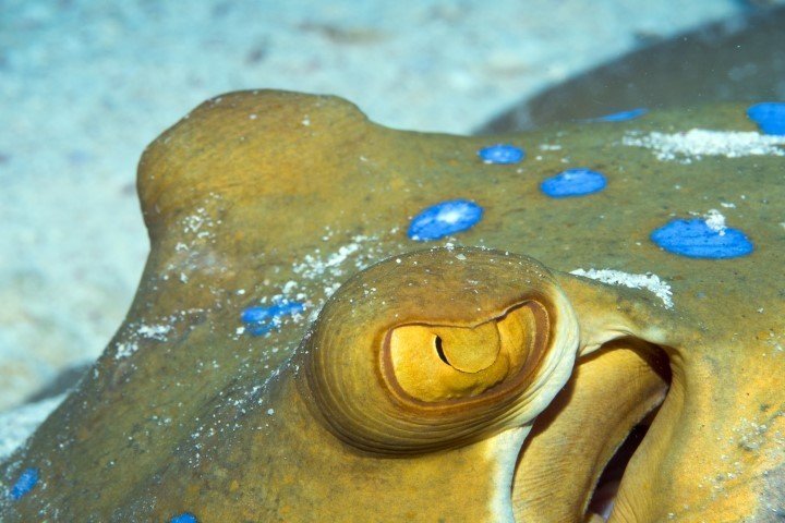 ow big blue liveaboard - bluespotted stingray