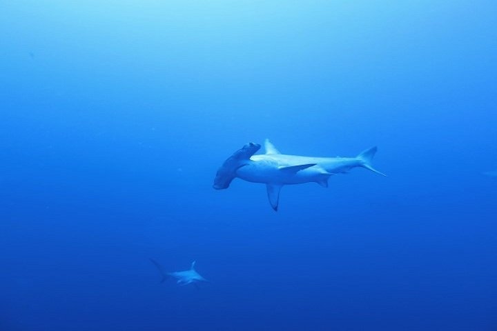 ow big blue liveaboard - hammerhead shark