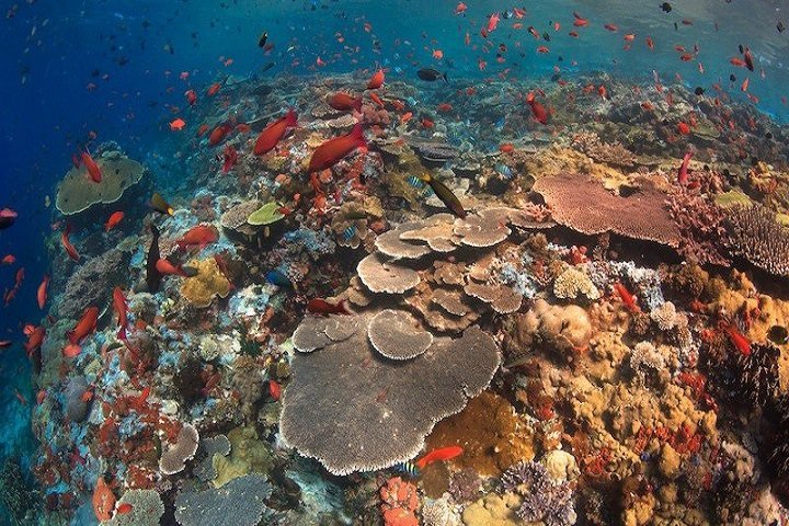 White Manta Cruises - Dive and Travel