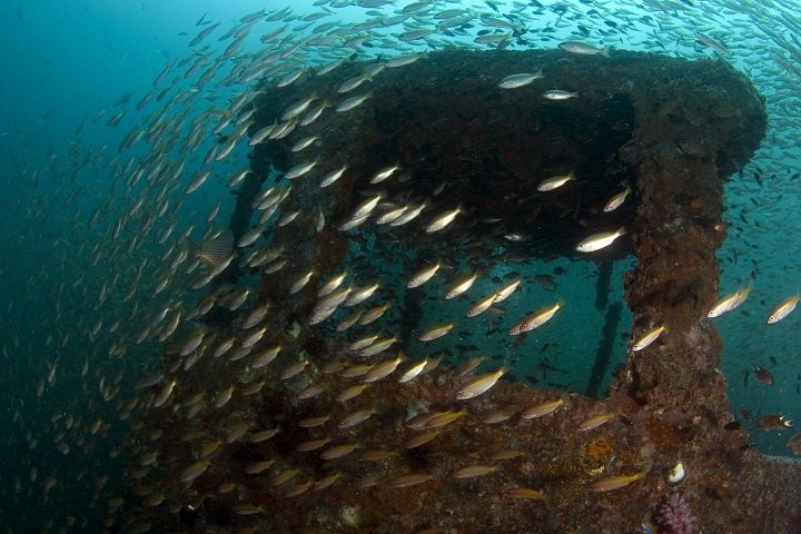 Sea Bees Khao Lak