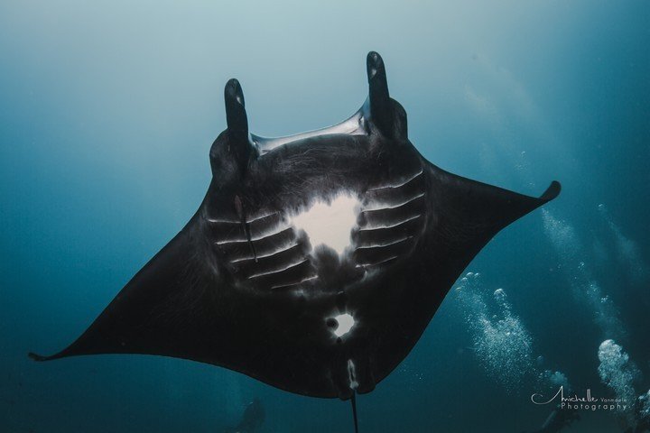 Manta Rhei Dive Center - Dive and Travel