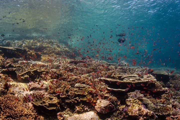 Manta Rhei Dive Center - Dive and Travel