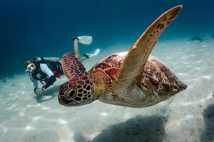 Manta Rhei Dive Center - Dive and Travel