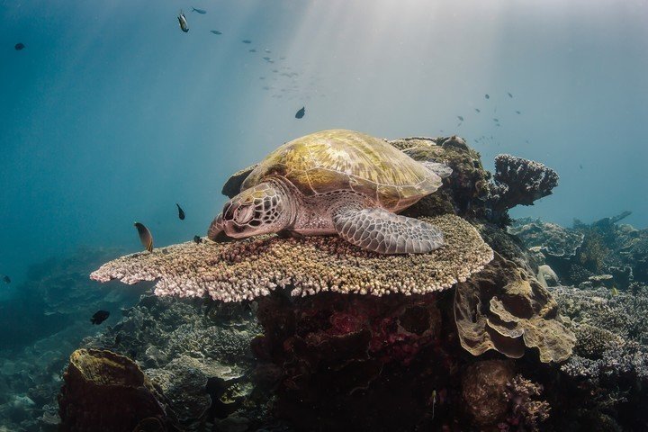 Manta Rhei Dive Center - Dive and Travel