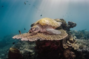 Turtle on Coral Manta Rhei Dive Center - Dive and Travel