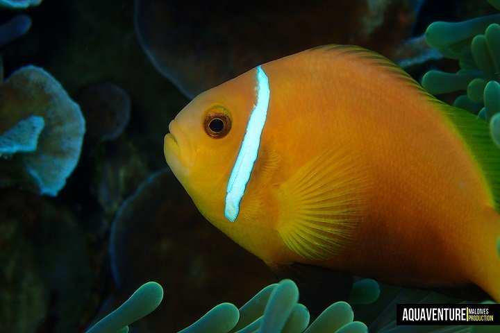 Aquaventure Dive Center - Dive and Travel