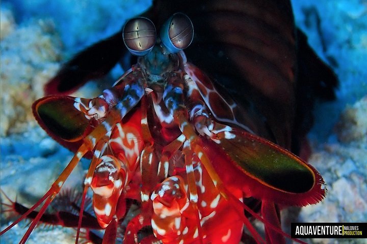 Aquaventure Dive Center - Dive and Travel