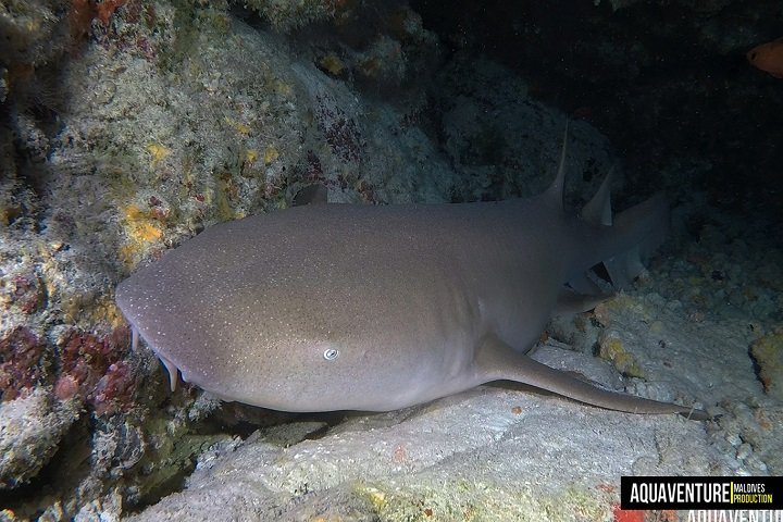 Aquaventure Dive Center - Dive and Travel