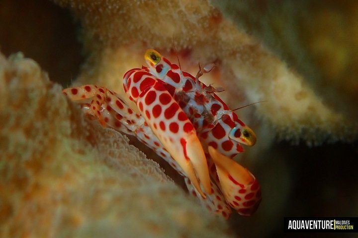 Aquaventure Dive Center - Dive and Travel