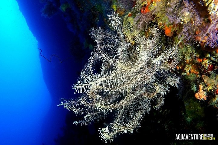 Aquaventure Dive Center - Dive and Travel