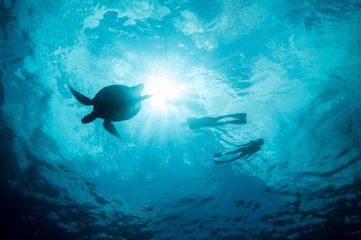 Murex Manado - Bunaken snorkeling with turtles