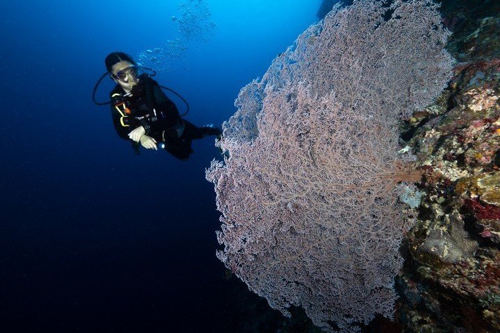 Murex Dive Resort