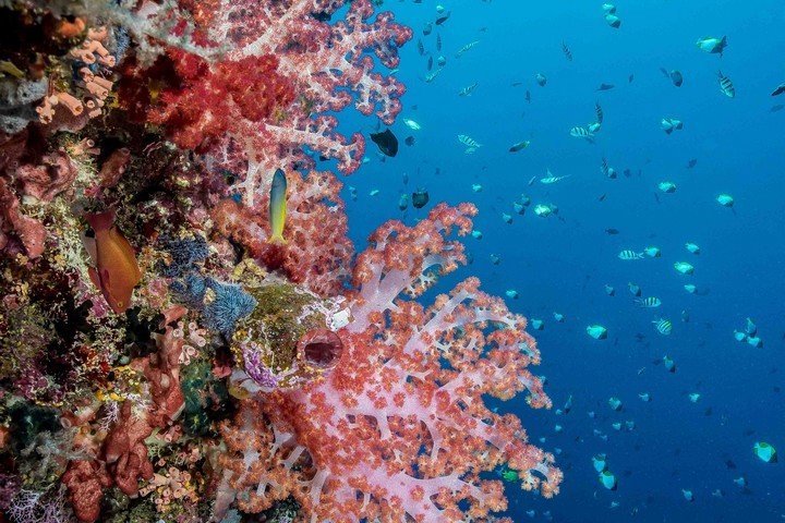 Murex Dive Resort