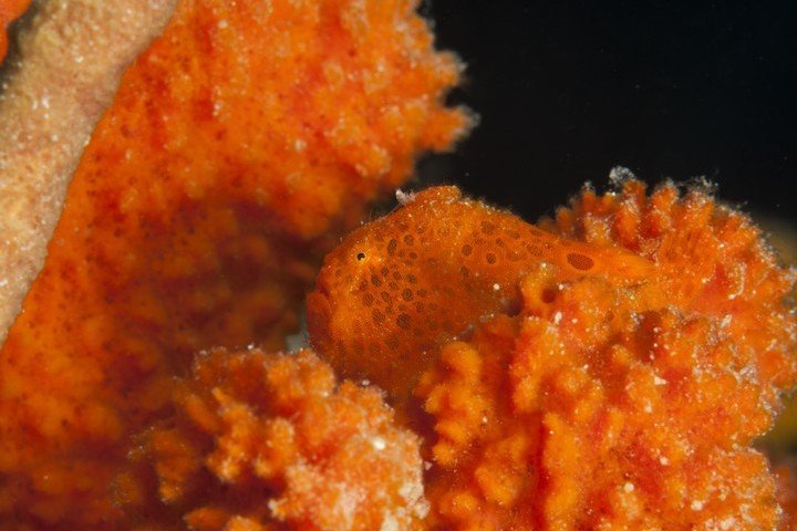 Frogfish